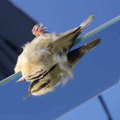 Death by Glass, Worm-eating Warbler
