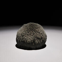 Force Field II / Celestial Event Series  2019