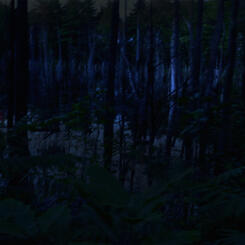 NightBog