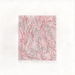 Field Guide-Bromelia