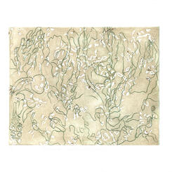 Field Guide-Magnolia and Tuliptree Pods