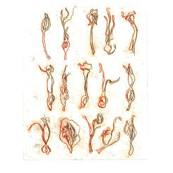 Field Guide-Systema Natura