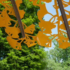 Ginkgo Canopy Detail