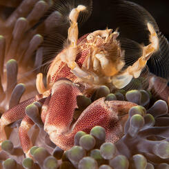 A Moment's Flourish VI