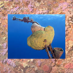 In Memoriam- Whenever It Blows Our Way, 2019