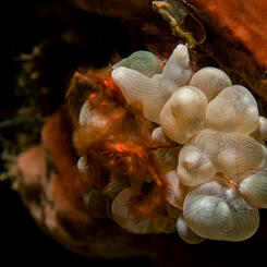 A Moment's Flourish II