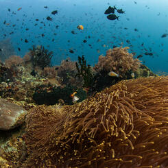 A Moment's Flourish V