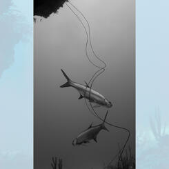 Endless Shape-Shifting, 2019