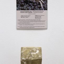 Porcelain Anemone Crab Dodecahedron