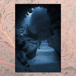 Dew Betrays a Spider's Web, 2019