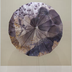 Nudibranchs, Berghia coerulescen