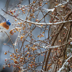 Bluebird Berry Bonanza