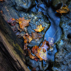 Textures of Fall, Sawmill Branch