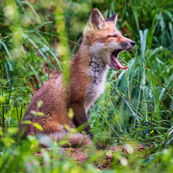 Fox Kit Yawns