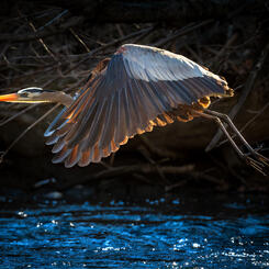 Rim Lit Great Blue Heron
