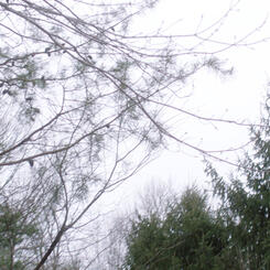 People's Park - Still #5