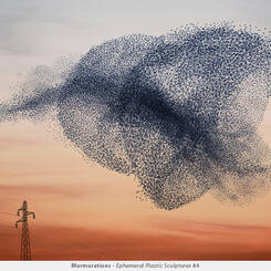Murmuration