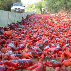 red crab migration