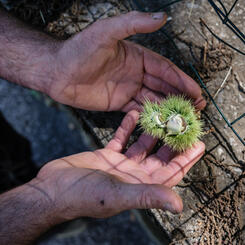 Chestnut, Santa Fiora, Italy, 2022