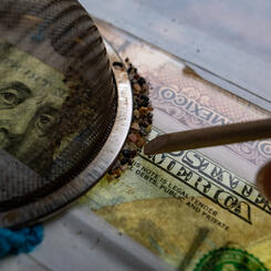 Foreign ExchangeProduction Shot