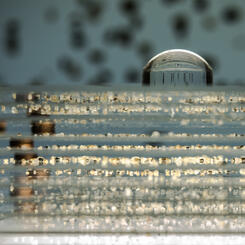 Black Butterfly - detail