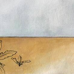 Sea Rocket on Empty Beach.jpg