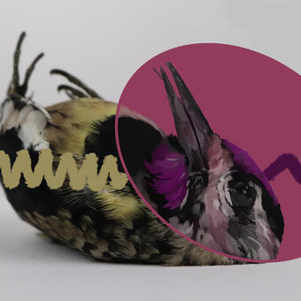 Sapsucker, photo and digital painting with bird vision