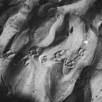 Seagull feet prints in sand, high contrast black and white photo from above 