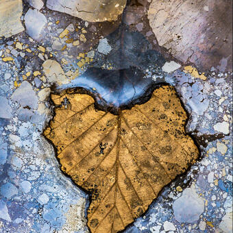 Heart Leaf