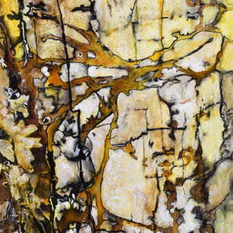 Sub-Cortical 1 - under the bark of a tree