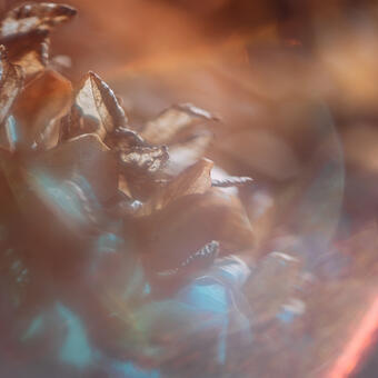 A photograph of a dried hydrangea flower, partially concealed by light refraction