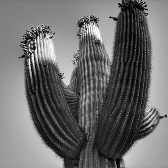 greyscale photograph of cactus