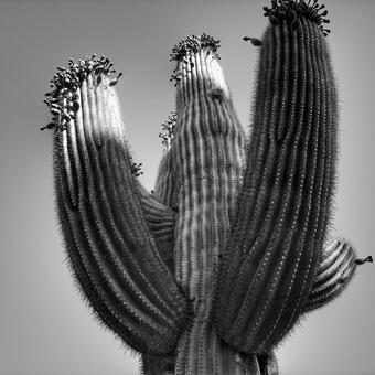 greyscale photograph of cactus