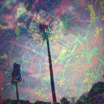 two dandelions in the forfront of the photograph with splattered neon paint overlayed