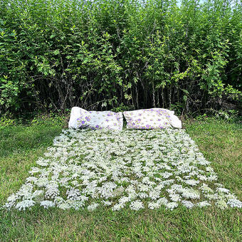 queen Anne's lace flowers placed on grass in the shape of a mattress with pillowcases stuffed with mugwort
