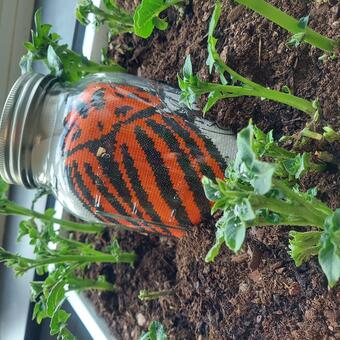 Another shot of a glass jar with a cross stitch in it, in a mound of dirt, surrounded by growing potato stalks.