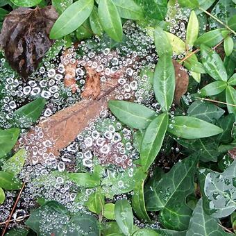 Beads of Dew