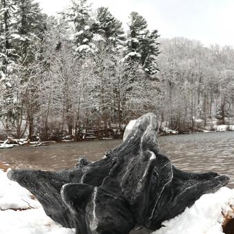 Cast alumium tree root whith black charcoal finish in snow drift at edge of Loch Raven, forest in background