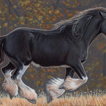 Black and white Clydesdale horse galloping against a fall background