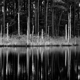 Ghost Forest Image