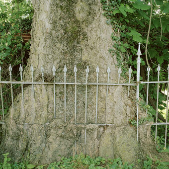 metal fence embedded in thick trunk