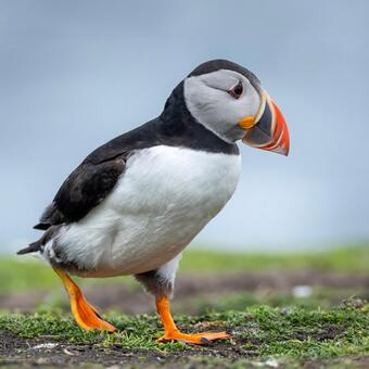 Cute Puffin