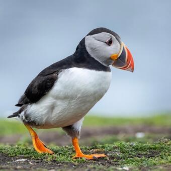 Cute Puffin