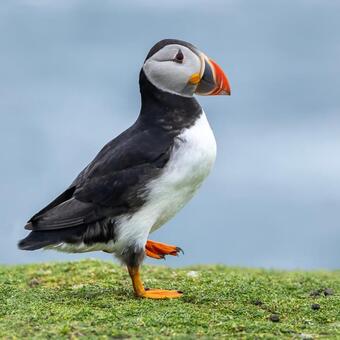 Puffin Strut