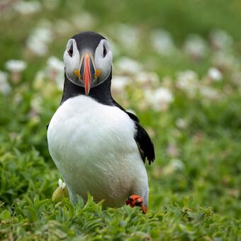 Puffin March