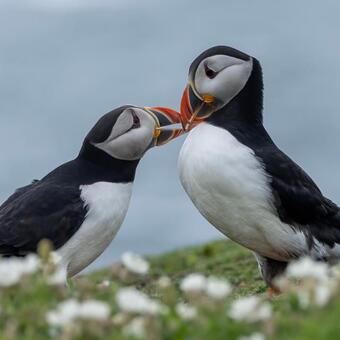 Puffin Pair