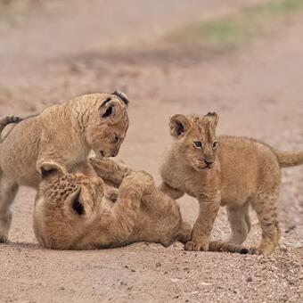 Cub Play