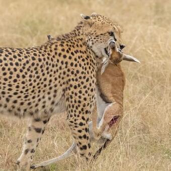 Cheetah Catch