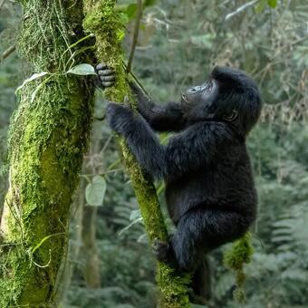 Very young climbing gorilla