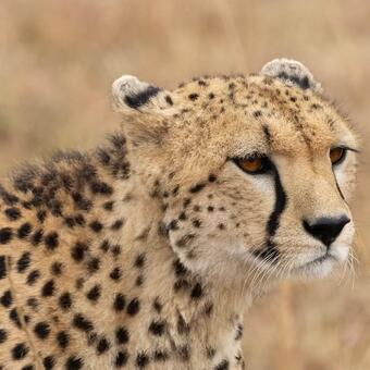 Cheetah in Africa